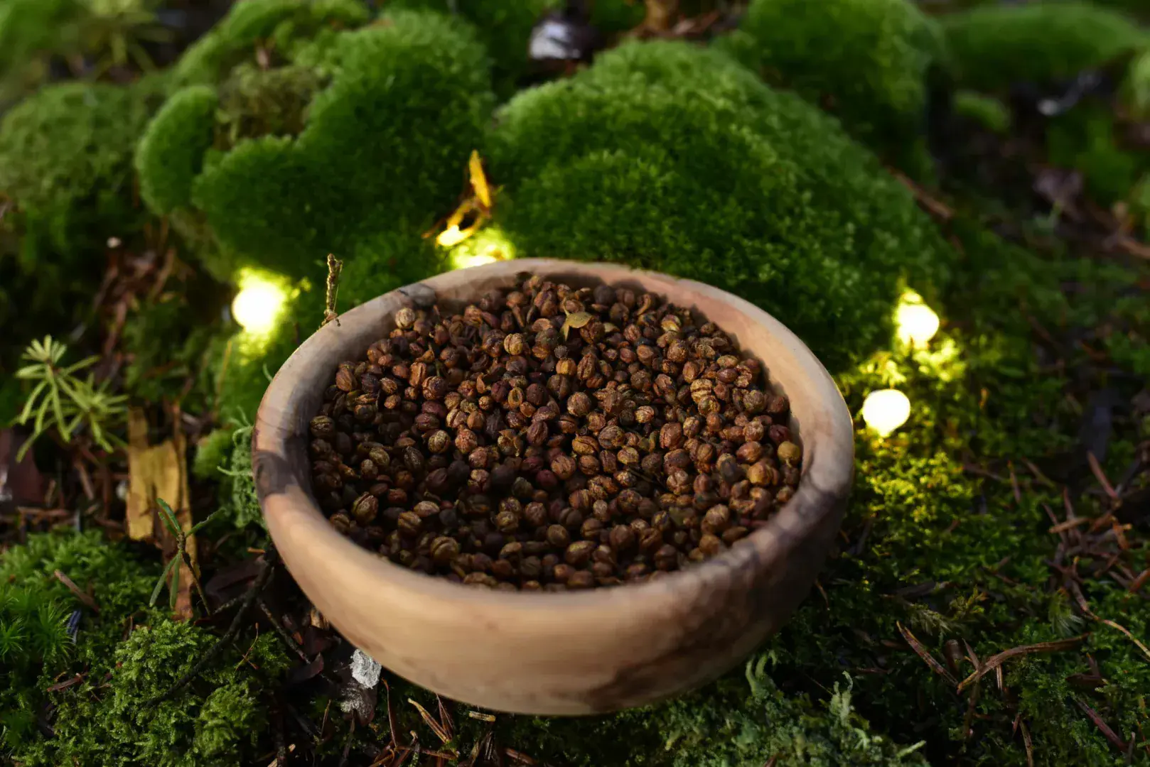 Celastrus Seeds