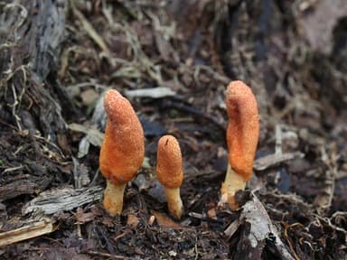 Cordyceps