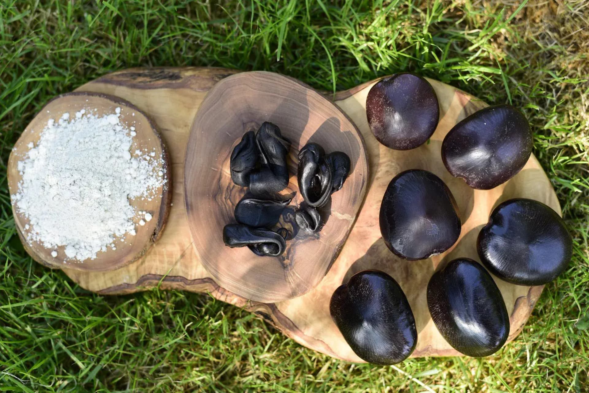Entada Rheedii — African Dream Bean