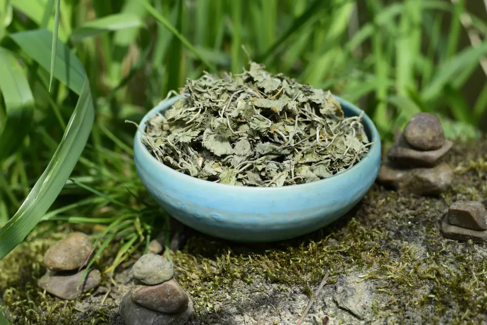 Gotu Kola
