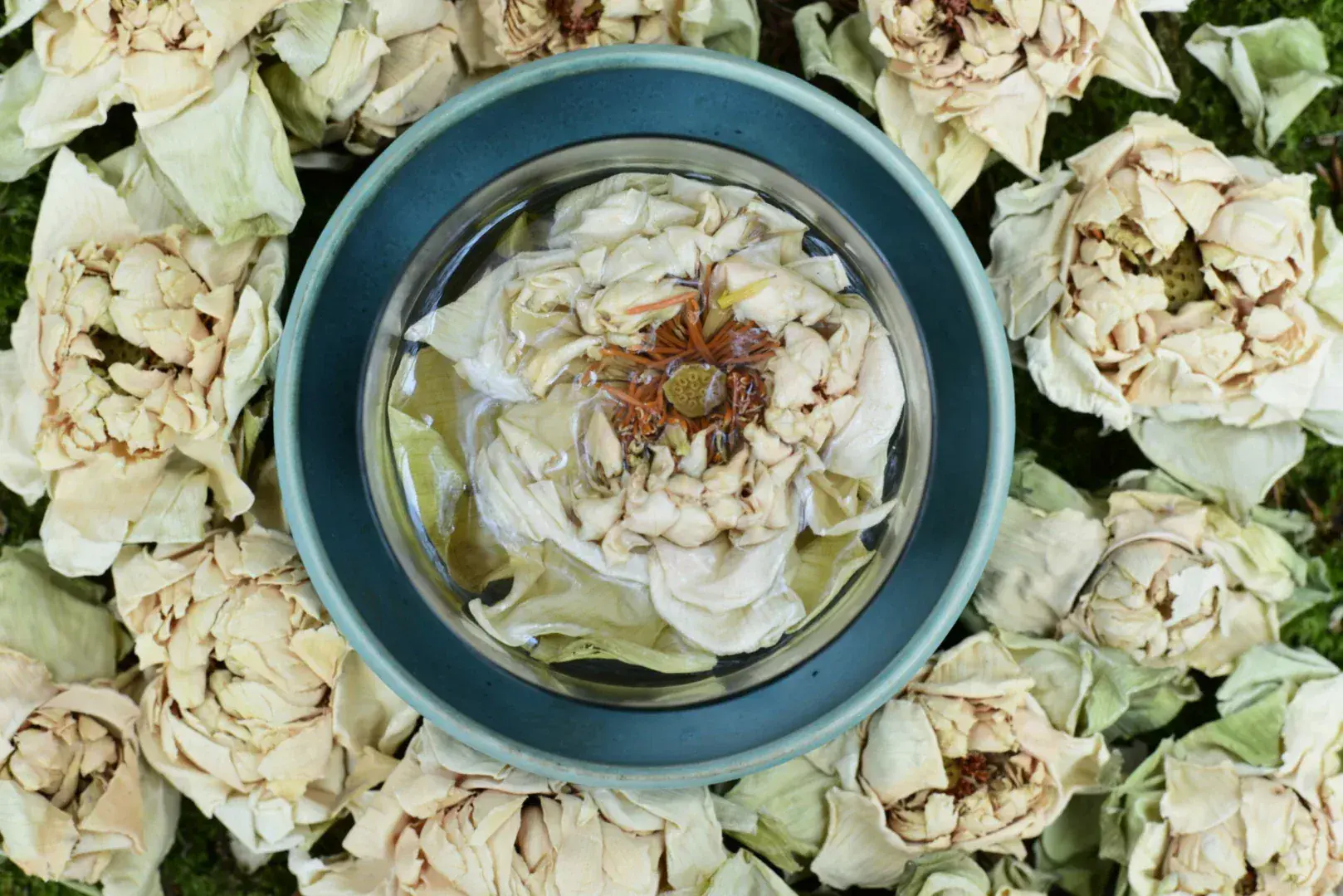 White Lotus