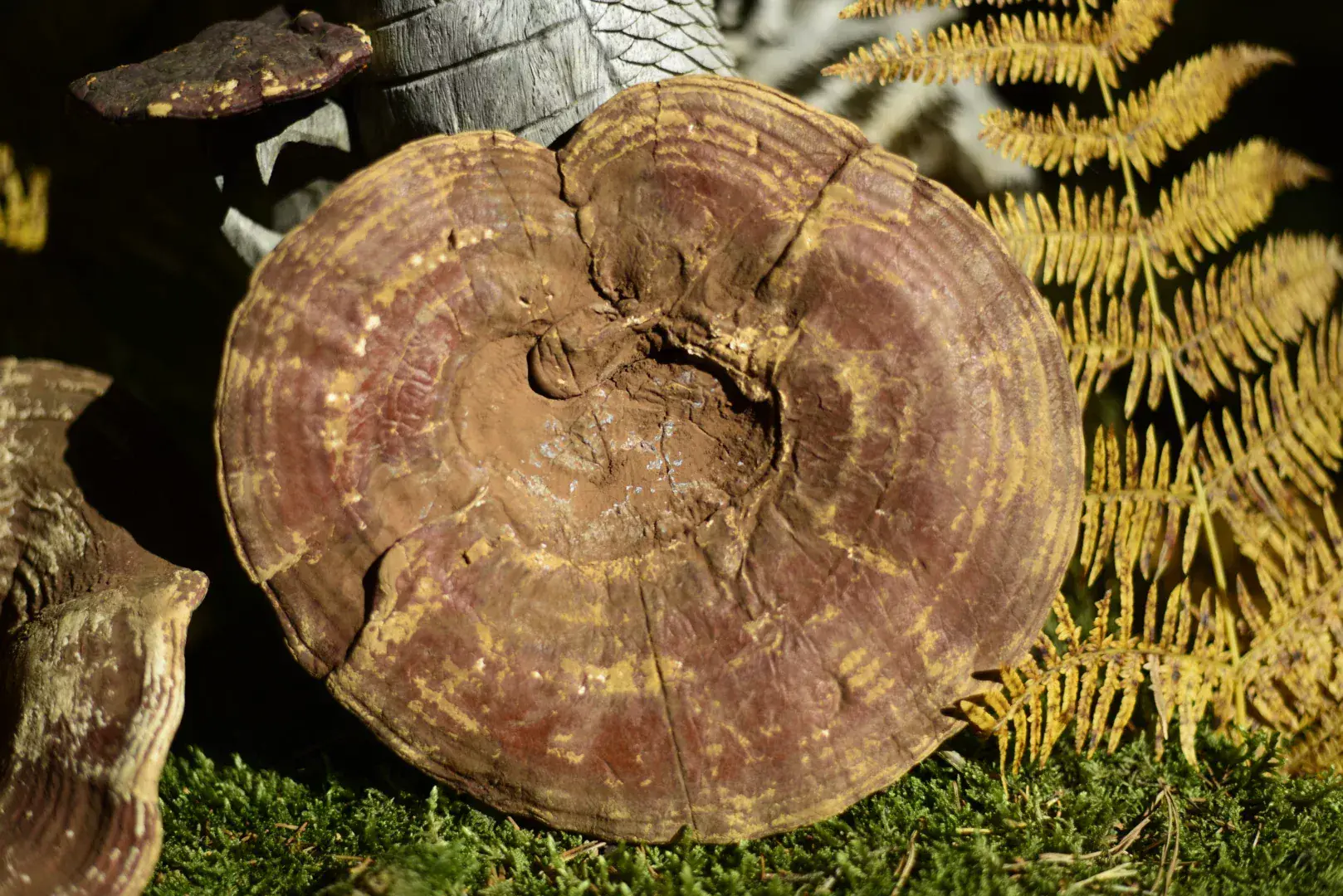Reishi Mushroom — vue 2
