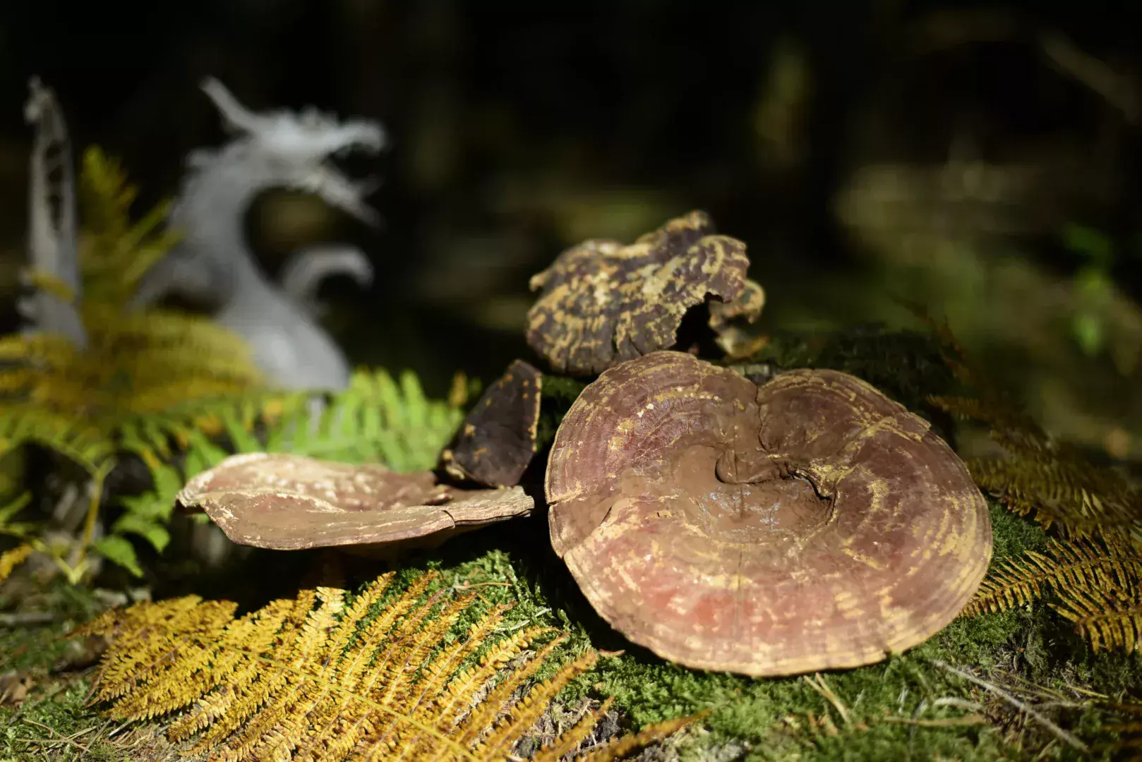 Reishi Mushroom