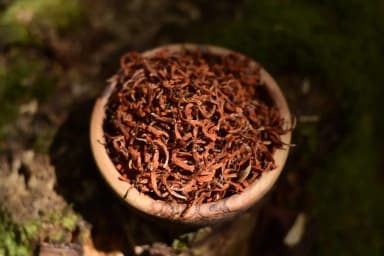 Wild Dagga